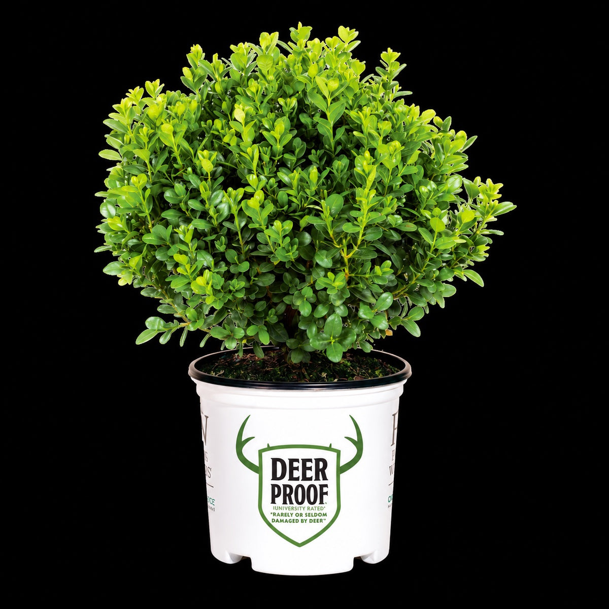 Boxwood SPRINTER®
