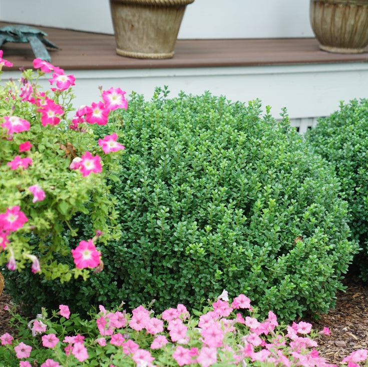 boxwood sprinter in landscape