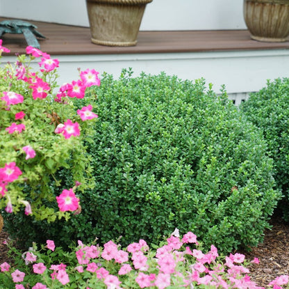boxwood sprinter in landscape