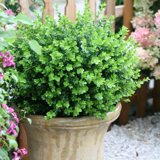 A dense, rounded green boxwood hedge planted in a large, textured beige concrete planter, set in a garden with a wooden picket fence and pink flowers in the background.
