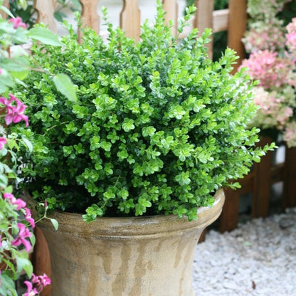 A dense, rounded green boxwood hedge planted in a large, textured beige concrete planter, set in a garden with a wooden picket fence and pink flowers in the background.