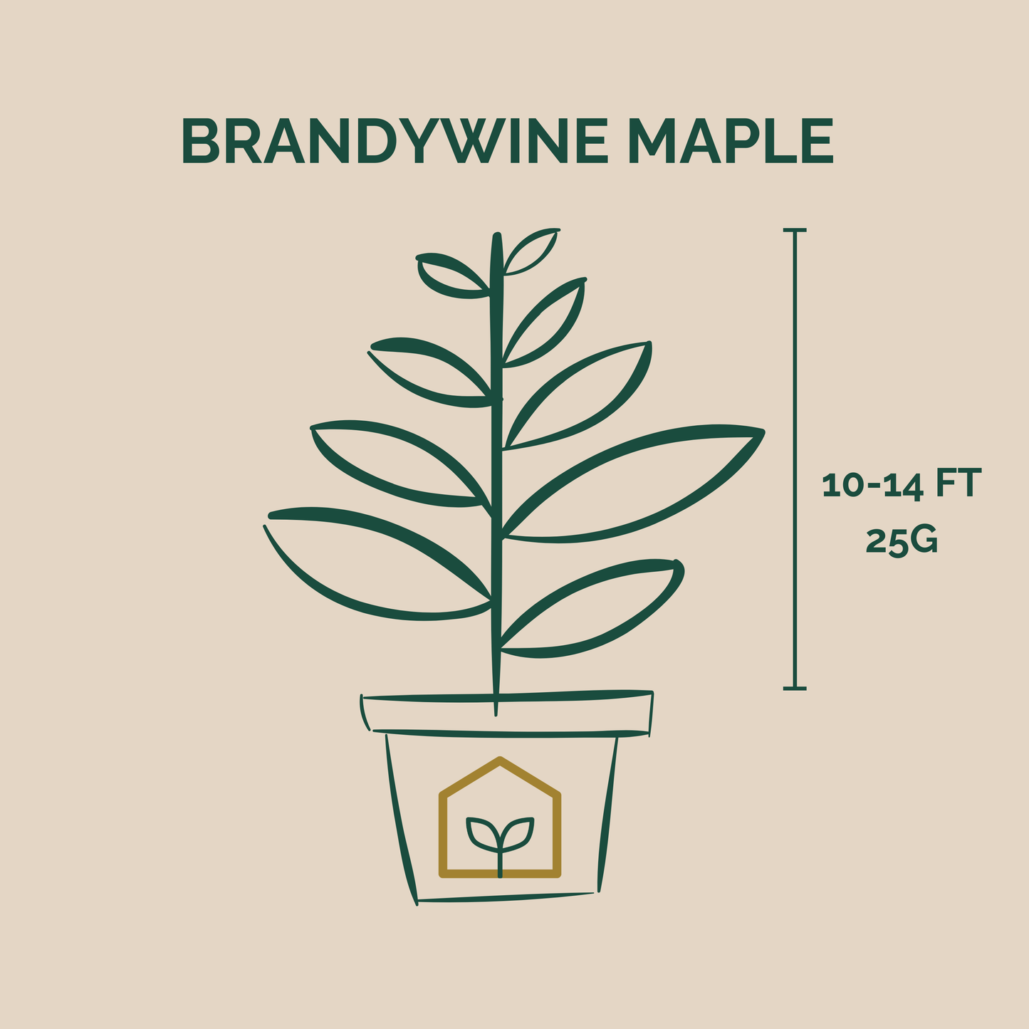 Brandywine Maple