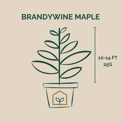 Brandywine Maple