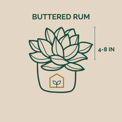 Buttered Rum Heucherella - 1 Gallon