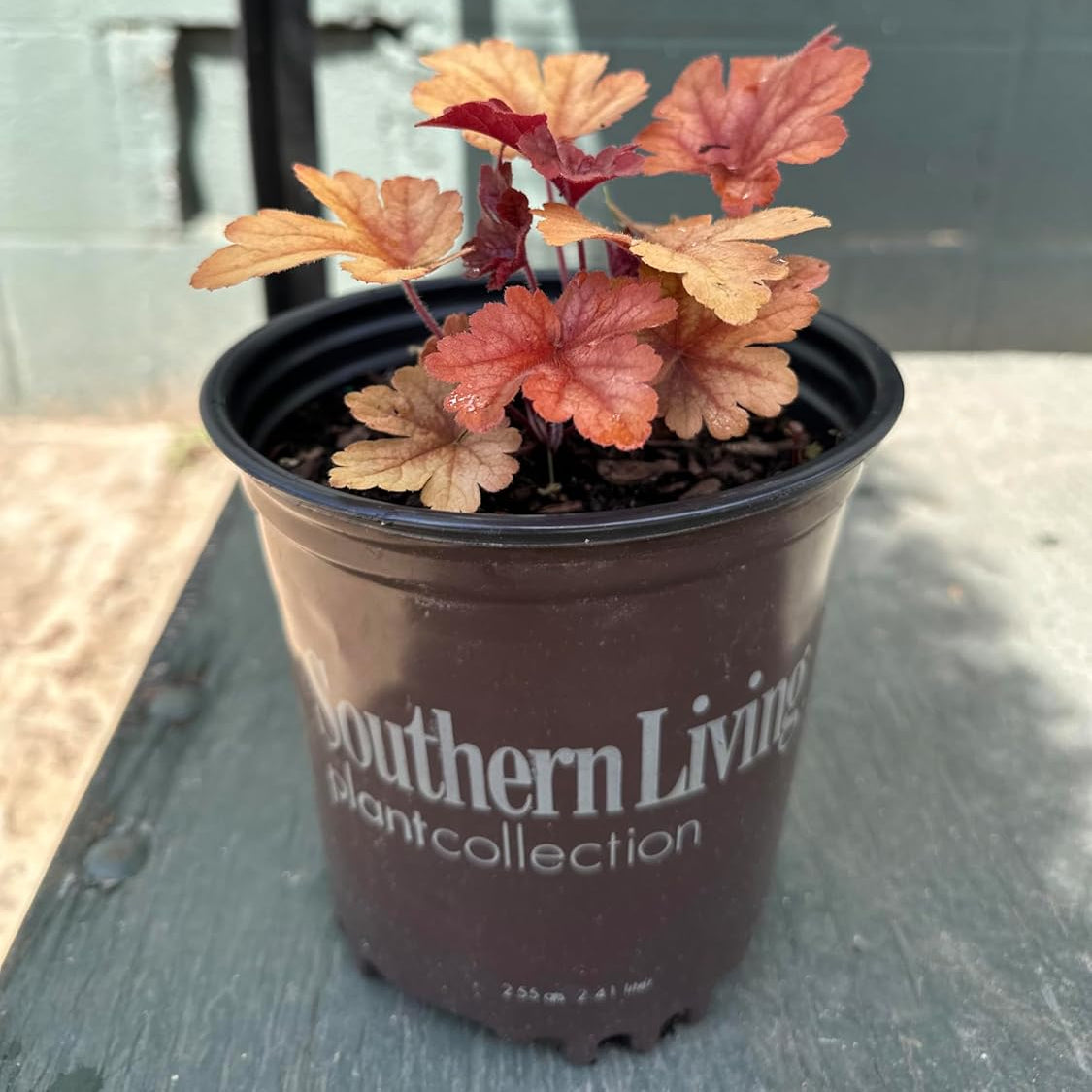 Small potted plant with red leaves in a Southern Living pot on a concrete surface.