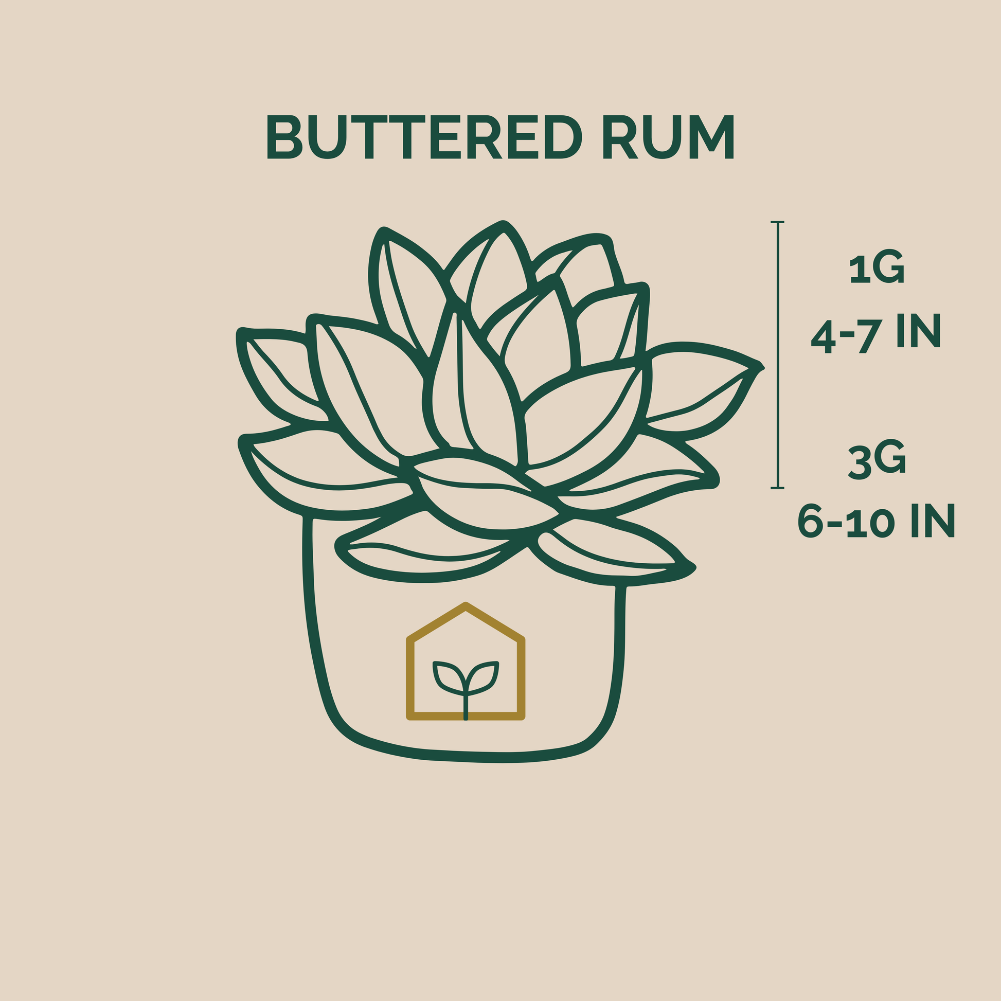 Illustration of a succulent plant with size guidelines labeled 'Buttered Rum' on a beige background.