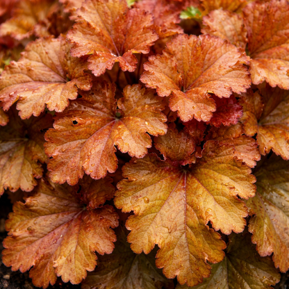Close-up of orange and red heuchera leaves