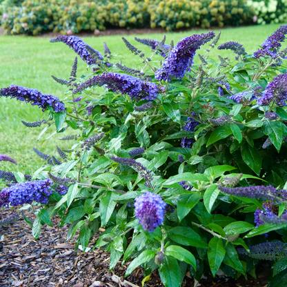 Pugster Blue® Dwarf Butterfly Bush - 3 Gallon