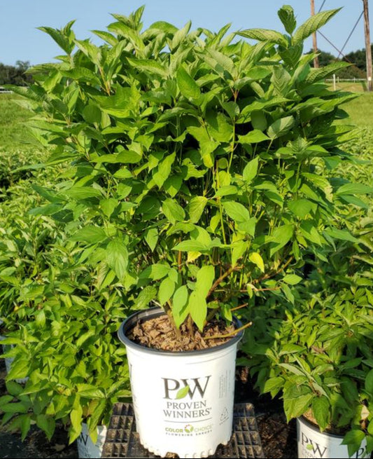 Potted plant with 'Proven Winners' label in a field
