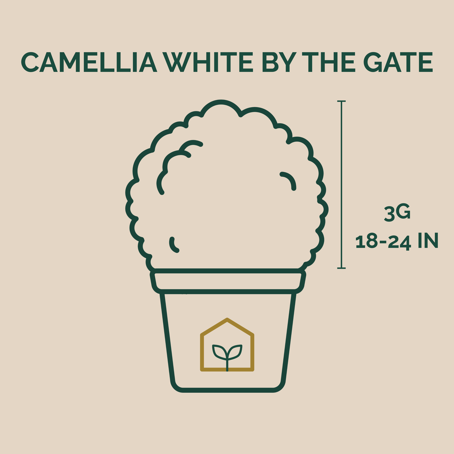 Camellia White by the Gate