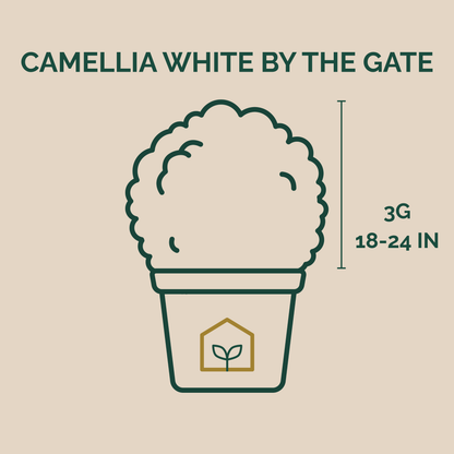 Camellia White by the Gate
