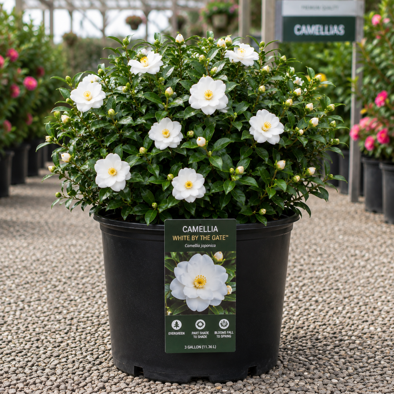 Camellia White by the Gate