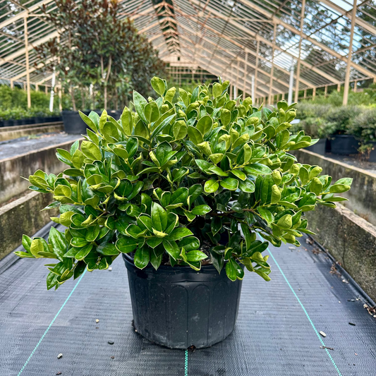 Potted plant in a greenhouse setting