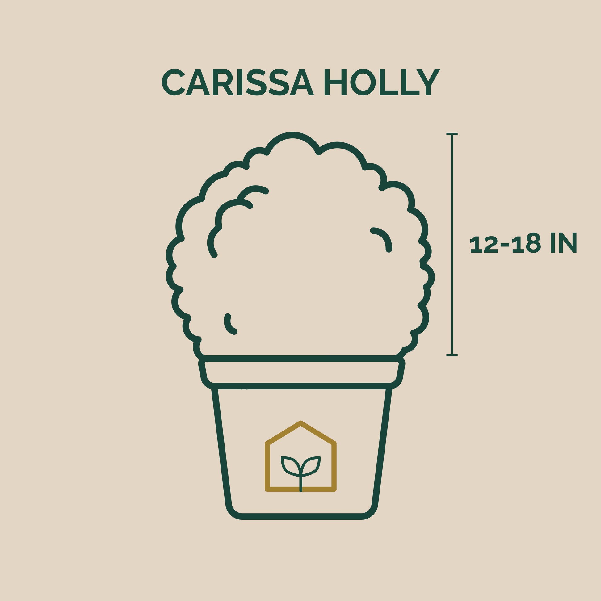 Illustration of a Carissa Holly plant with dimensions on a beige background