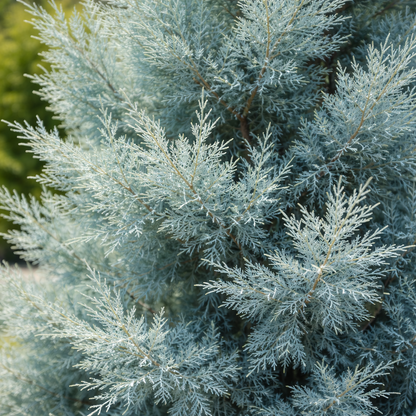 Close-up of a blue-green shrub with a blurred green background