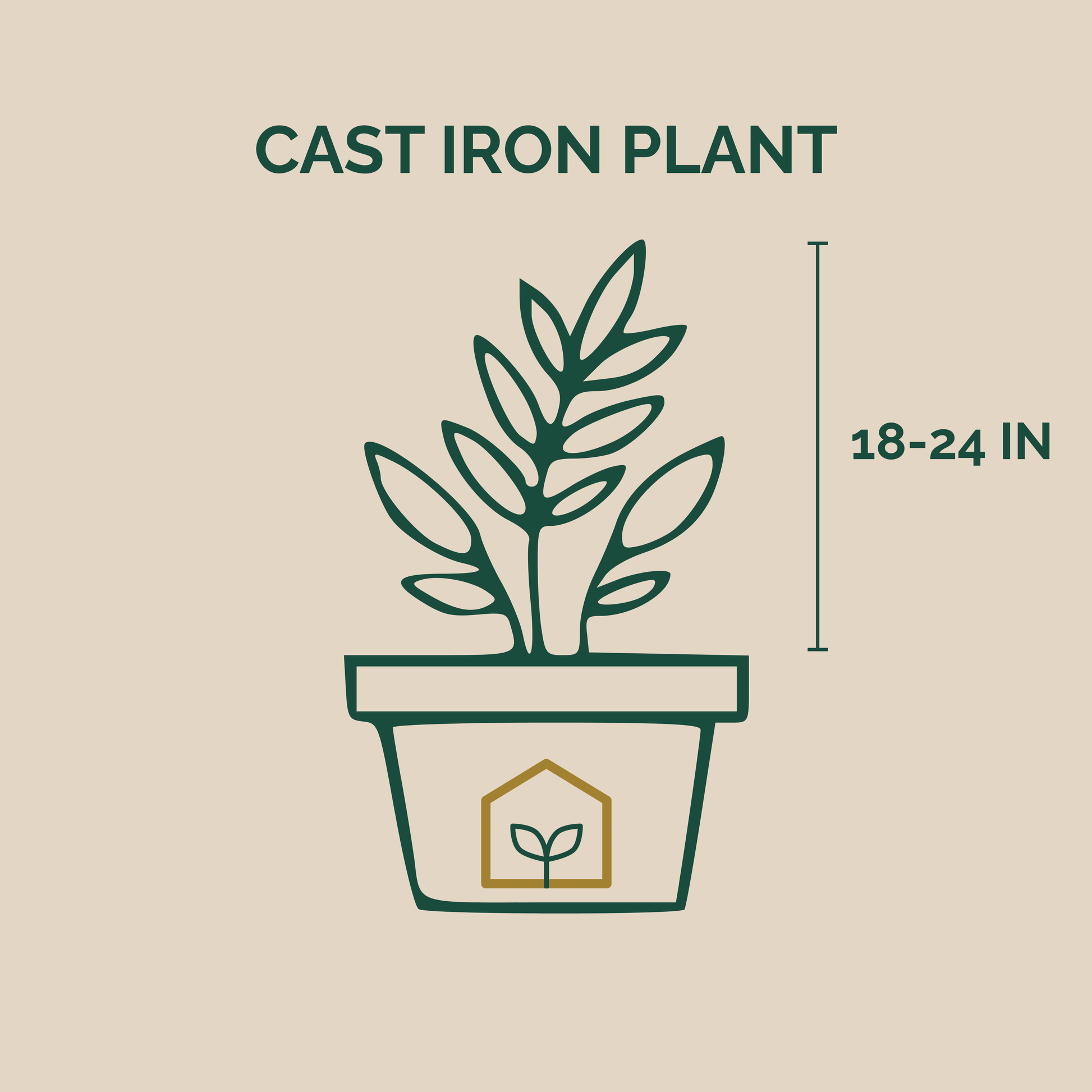 Illustration of a potted cast iron plant with dimensions on a beige background