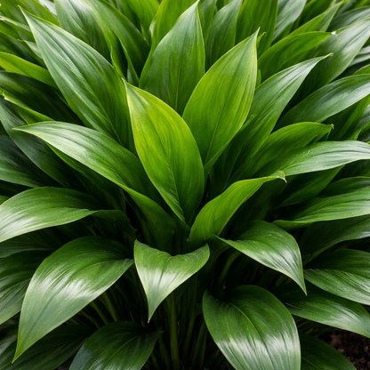 Close-up of a green leafy plant with detailed veins.