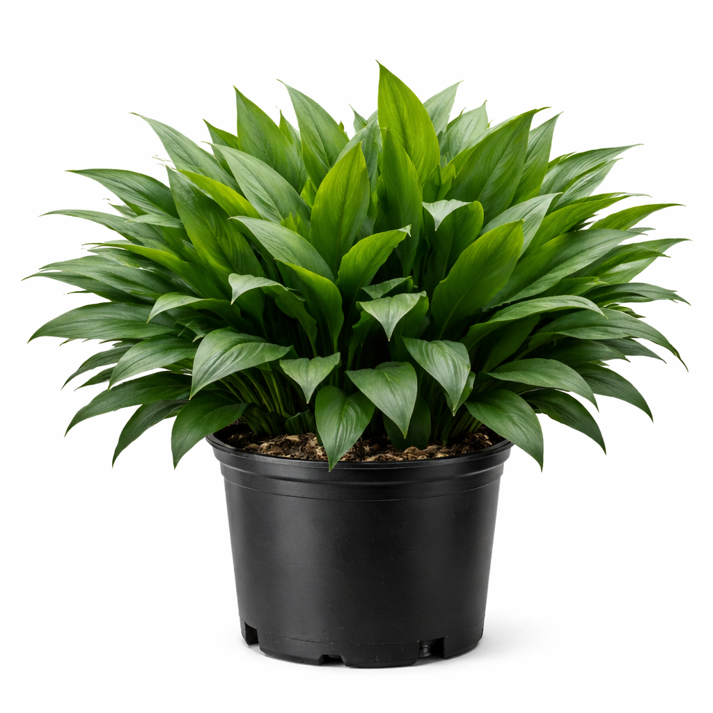 Potted green plant on a white background