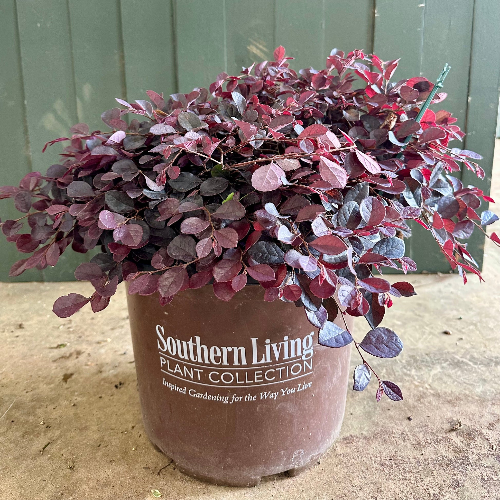 Cerise Charm Loropetalum Shrub