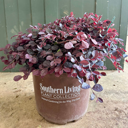 Cerise Charm Loropetalum Shrub