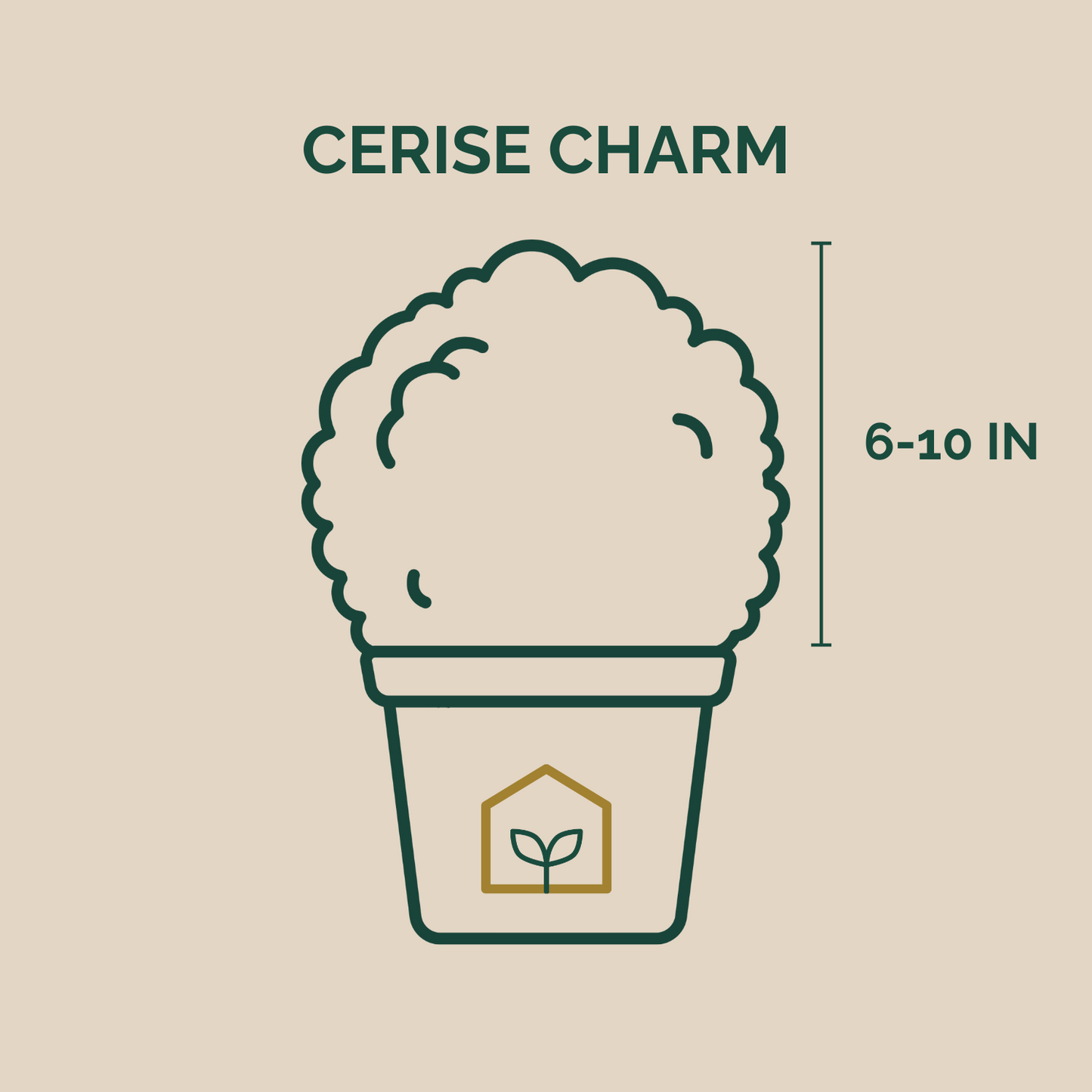 Illustration of a potted plant with dimensions and 'Cerise Charm' text on a beige background