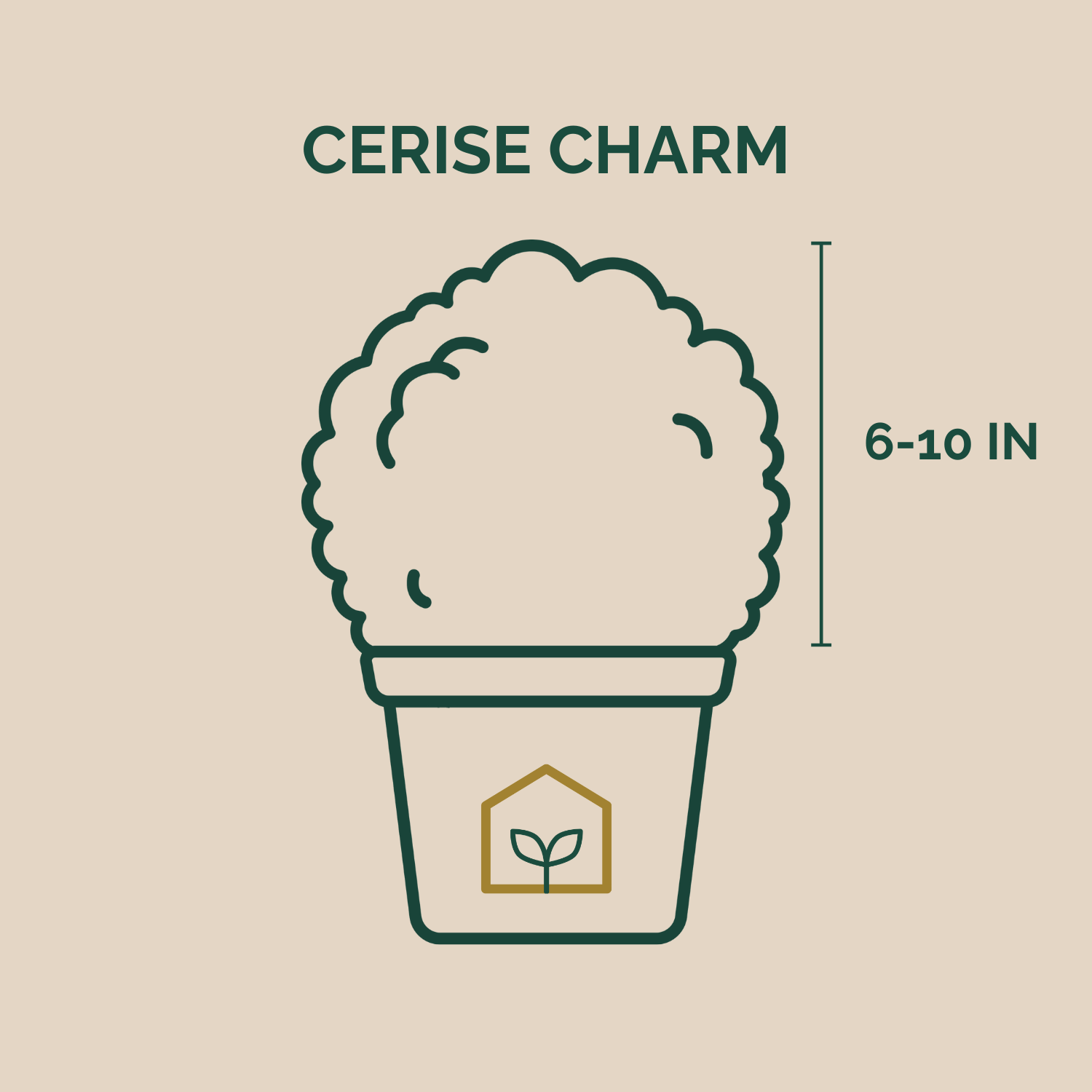 Illustration of a potted plant with dimensions and 'Cerise Charm' text on a beige background