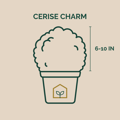 Illustration of a potted plant with dimensions and 'Cerise Charm' text on a beige background