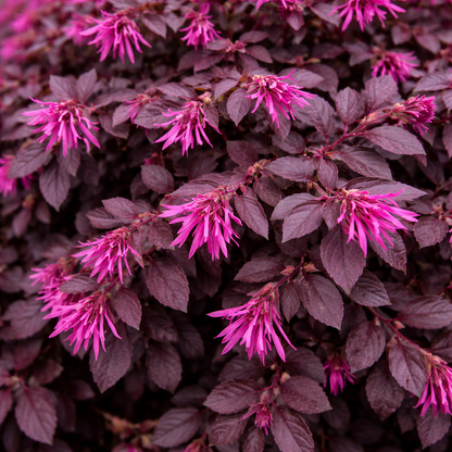 Close-up of a plant with pink flowers and dark purple leaves