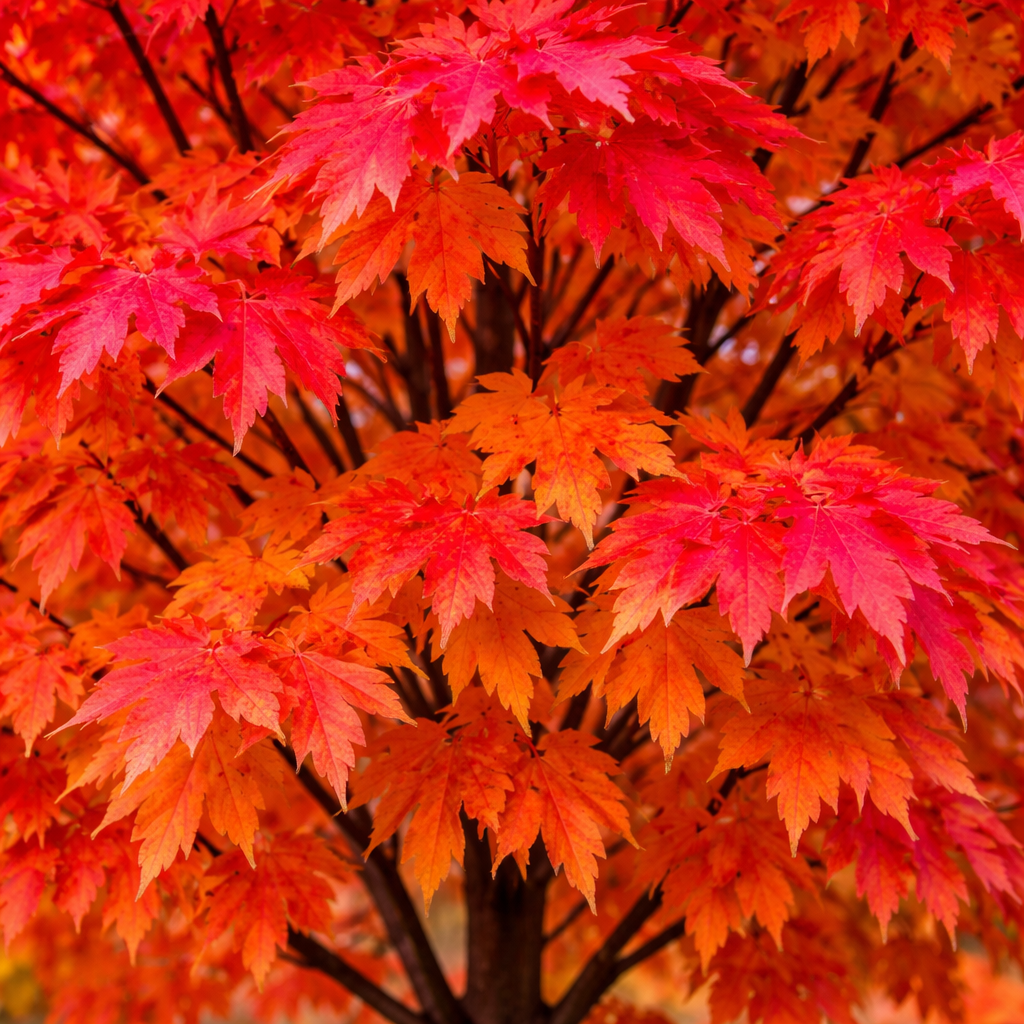 Brandywine Maple