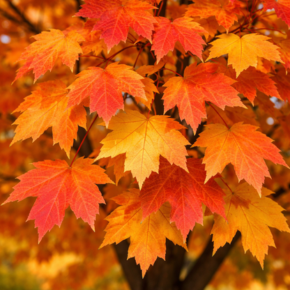 Sugar Maple