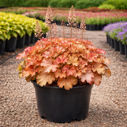 Heuchera Carnival Peach Parfait