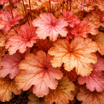 Heuchera Carnival Peach Parfait