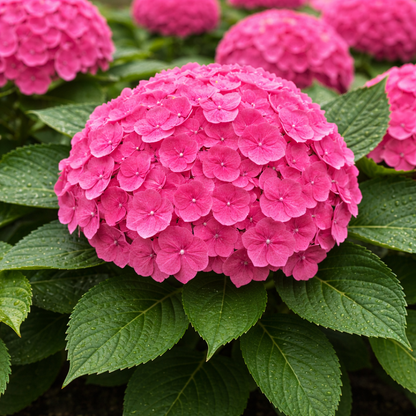 Endless Summer® Summer Crush® Hydrangea