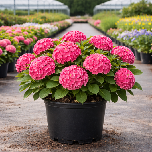 Endless Summer® Summer Crush® Hydrangea