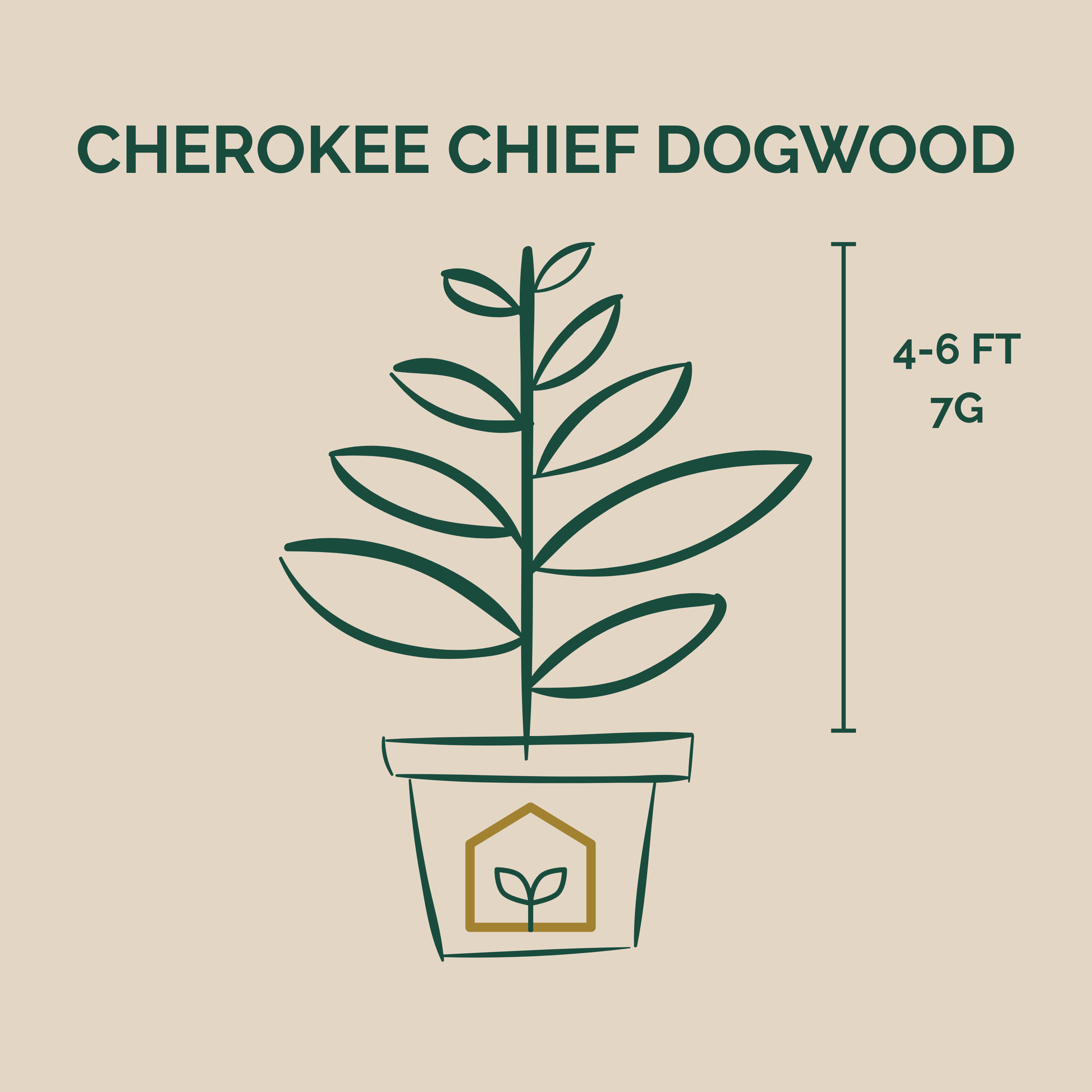 Illustration of a Cherokee Chief Dogwood plant with dimensions on a beige background