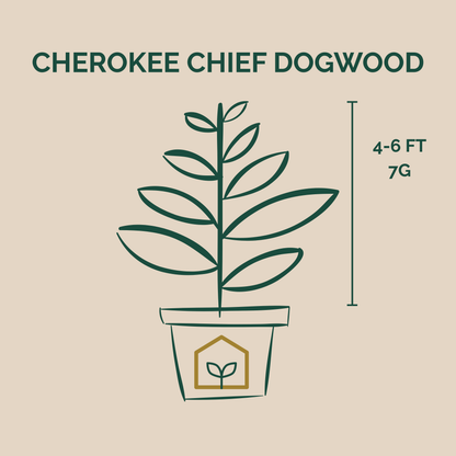 Illustration of a Cherokee Chief Dogwood plant with dimensions on a beige background