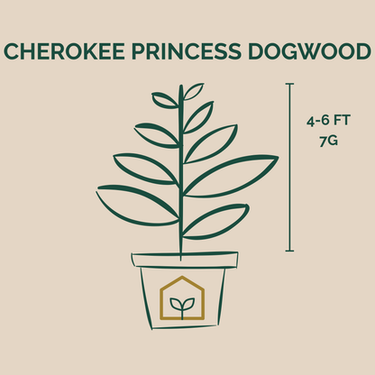 Cherokee Princess Dogwood Dimensions in 7 Gallon Pot