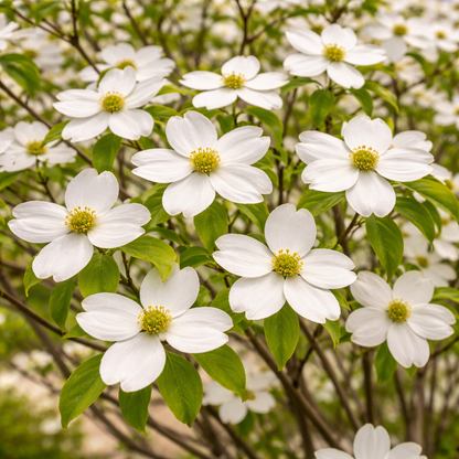 White flowers with green centers on a tree branch