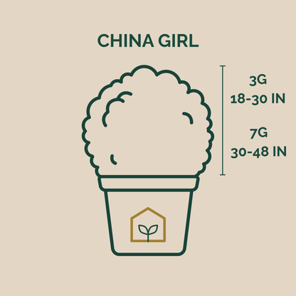 Illustration of a plant pot with measurements and 'China Girl' branding on a beige background