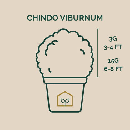 Illustration of a potted plant with dimensions labeled '3G 3-4 FT' and '15G 6-8 FT' on a beige background.