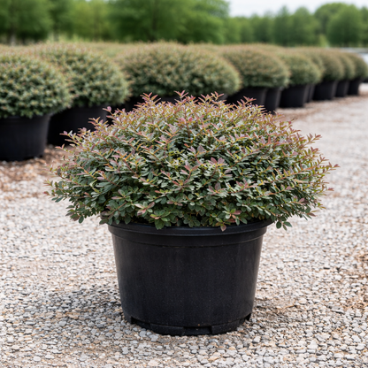 Potted shrub in a nursery setting with other plants in the background