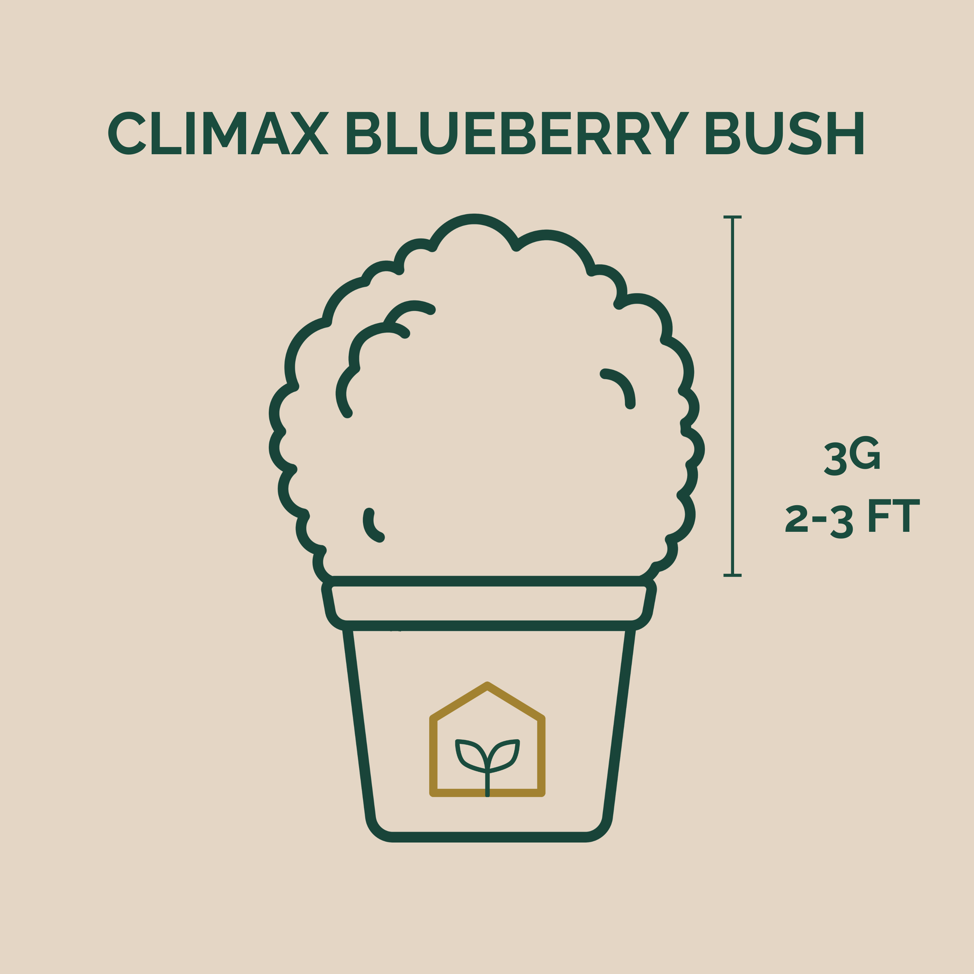 Illustration of a Climax Blueberry Bush with dimensions on a beige background