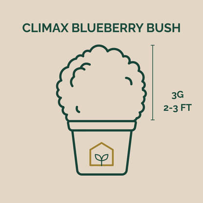 Illustration of a Climax Blueberry Bush with dimensions on a beige background