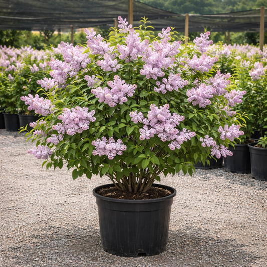 Potted lilac plant with pink flowers in a nursery setting