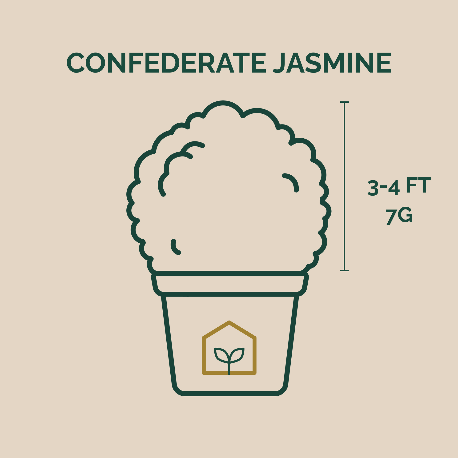 Illustration of a potted Confederate Jasmine plant with height and weight information on a beige background.