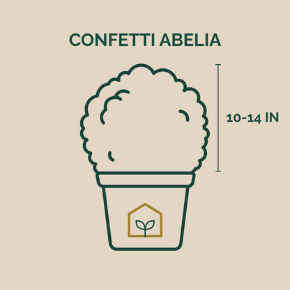 Confetti® Abelia - 3 Gallon