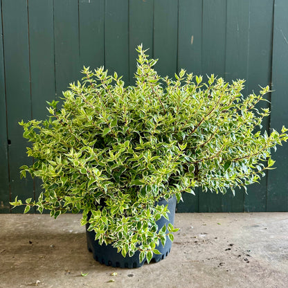 Confetti Abelia Shrub - 3 Gallon image 1