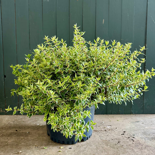 Confetti Abelia Shrub - 3 Gallon image 1