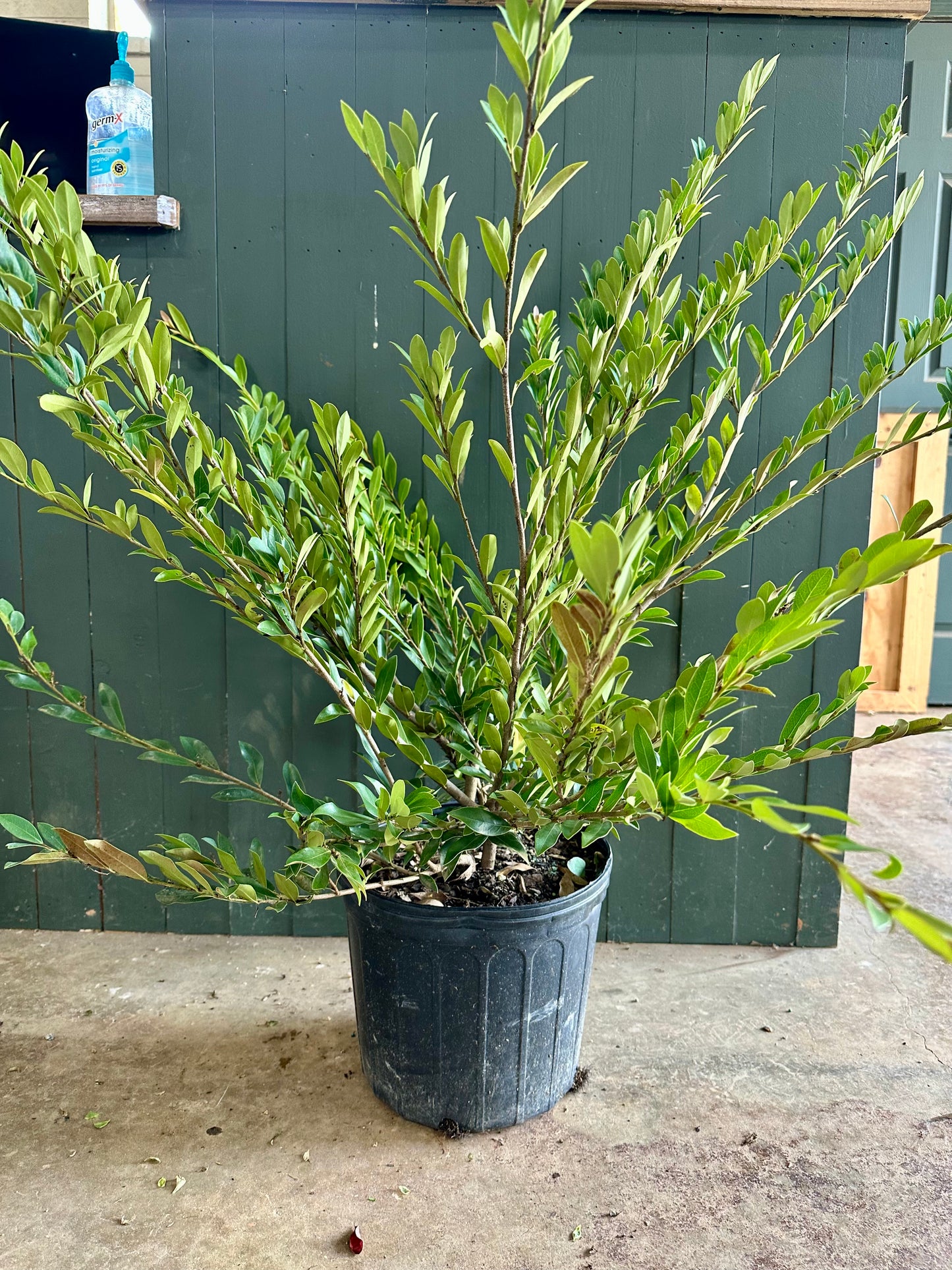 Coppertone Distylium Shrub - 3 Gallon image 1