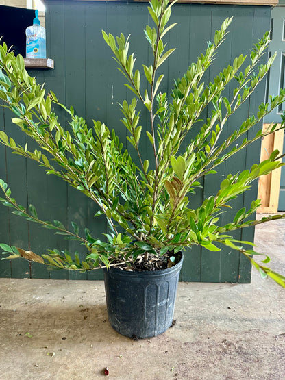 Coppertone Distylium Shrub - 3 Gallon image 1